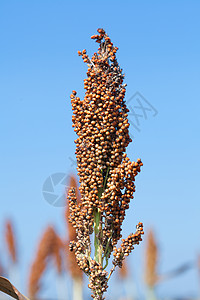 高梁双彩色color种子季节食物粮食高粱场地收成蓝色谷物国家图片