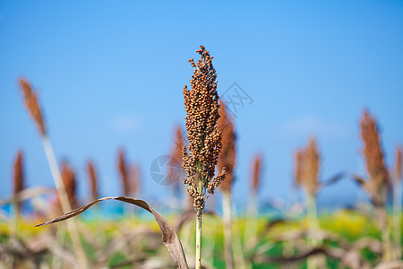 高梁双彩色color面粉谷物高粱栽培季节国家粮食场地植物种子图片