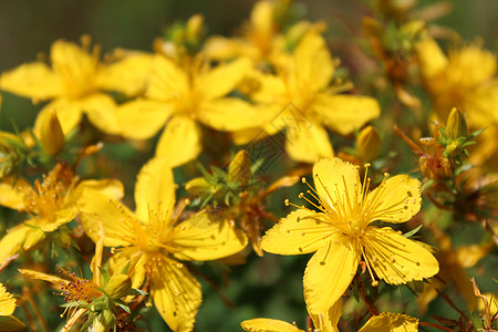 圣约翰之花的黄黄色美丽的花朵宏观花粉野花麦汁植物学场地草本植物植物群花瓣树叶图片
