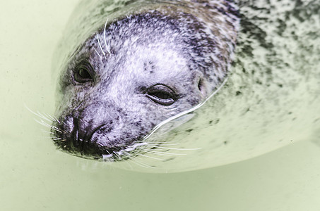 海狮海豹好奇心环境保护封口机眼睛环境毛皮野生动物鼻子晶须哺乳动物图片