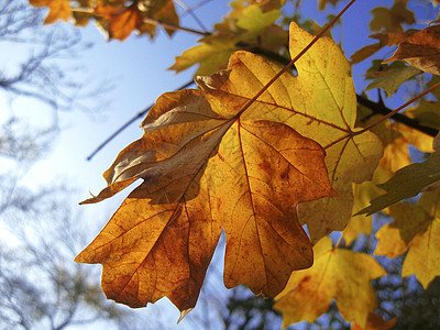 黄秋叶在树枝上对着蓝天木头金子植物天空蓝色天气叶子树叶阳光森林图片
