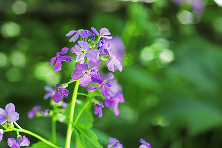 夏季山地草原上的蓝田花花瓣草地紫色阳光花园蓝色植物季节场景场地图片