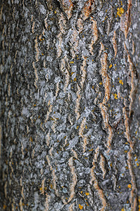 树木笼在树丛中 森林树的结壳苔藓植物框架晴天灰色桦木绿色环境白色木头图片