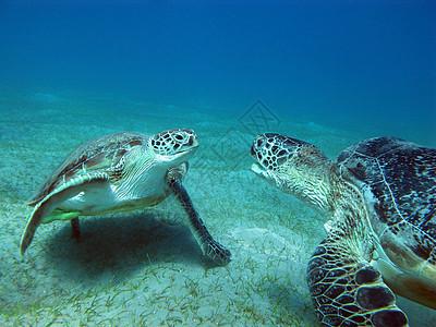 热带海底有两对海龟 其背景为蓝水;以蓝色水为背景图片