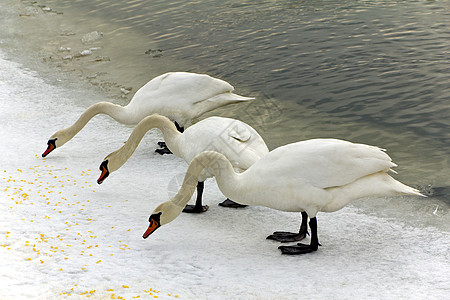 三只天鹅在冬天 河的大道上吃干食 在寒冷的克拉科夫图片