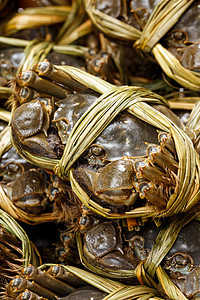 中国毛螃蟹紧闭螃蟹动物绿色鱼子选择性食物团体淡水海鲜竹子图片