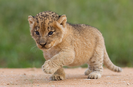 南非狮子幼狮图片