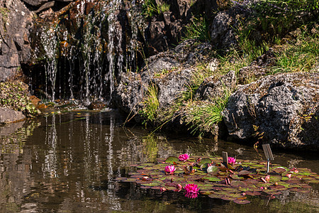池塘中的水或莲花花图片