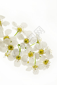 白色的鸟樱桃树花生长枝条植物群绿色花园花瓣植物学黄色图片