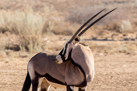 Gemsbok Oryx瞪羚的肖像国家公园食草灰尘摄影荒野羚羊沙丘哺乳动物生态图片