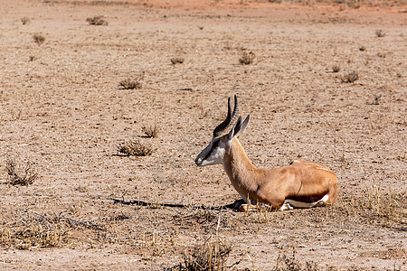 斯普林博克安蒂多尔卡斯哺乳动物内存食草喇叭荒野摄影动物群动物沙漠国家图片
