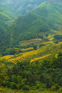 美丽的山景中包含着梯田地成长爬坡地球土地种植园农场阳台风景旅游线条图片