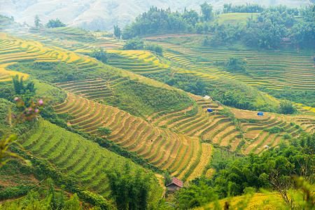 美丽的山景中包含着梯田地种植园植物农场热带旅行旅游成长环境露台土地图片