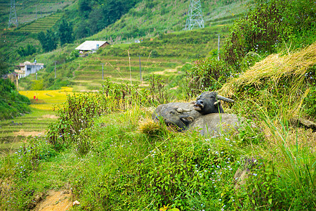 两头水牛躺在山上的草地上图片