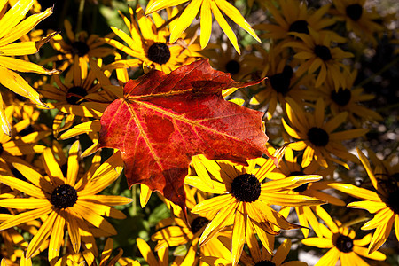 秋叶麻叶橙子季节性黄色叶子背景图片
