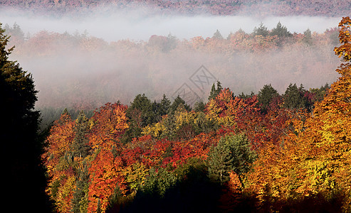 秋季颜色和道路树木叶子森林绿色红色树叶橙子图片