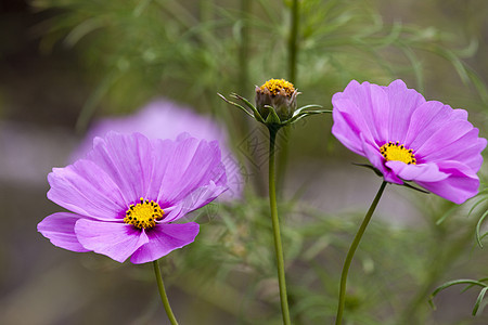 特写粉红花粉色花瓣植物植物群背景图片