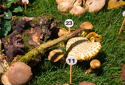 蘑菇阿加里克斯草药森林饮食植物紫荆菌目烹饪食物自然孢子团体图片