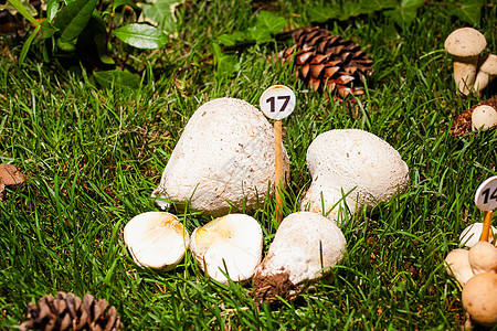 Calvatia 软体蘑菇图片