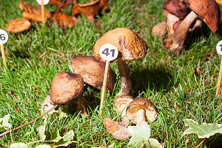 木蘑菇 Leccinum 卡皮尼自然美食季节孢子饮食植物森林荔枝蔬菜烹饪图片