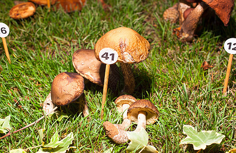 木蘑菇 Leccinum 卡皮尼荔枝团体蔬菜自然食物烹饪森林饮食植物孢子图片
