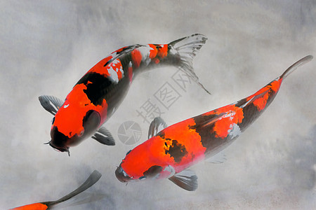 Calico Koi鱼水彩色说明图片