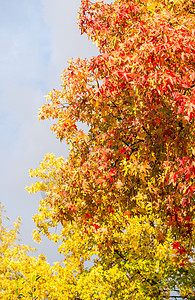 秋树和叶叶 瀑布的美丽颜色季节晴天黄色植物树叶绿色风景阳光红色公园图片