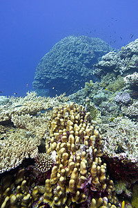 热带海底有巨大硬珊瑚的珊瑚礁和热带海底水族馆海洋生物蓝色运动娱乐海床潜水员海上生活海洋脑珊瑚图片