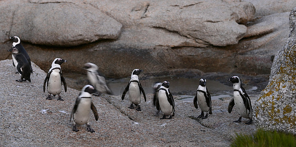 非洲企鹅乐趣巨石观鸟鸟类学海岸鲈鱼公园国家黑脚翅膀图片