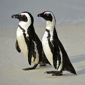 非洲步行企鹅图片