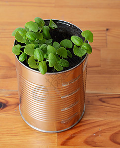 草药叶子草本植物草本烹饪树叶绿色植物香料芳香图片