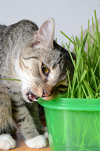 小猫和草哺乳动物猫科动物薄荷宠物植物动物绿色灰色图片