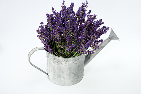 水罐和用白色隔绝的淡紫色花园薰衣草金属紫色喷口生长香水园艺化妆品工具图片