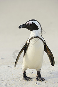 非洲企鹅海洋黑脚海滩野生动物国家乐趣公园观鸟家庭鲈鱼图片