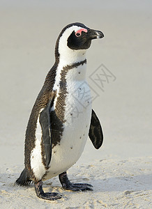 非洲企鹅鲈鱼海鸟海滩动物乐趣黑脚鸟类学家庭巨石公园图片
