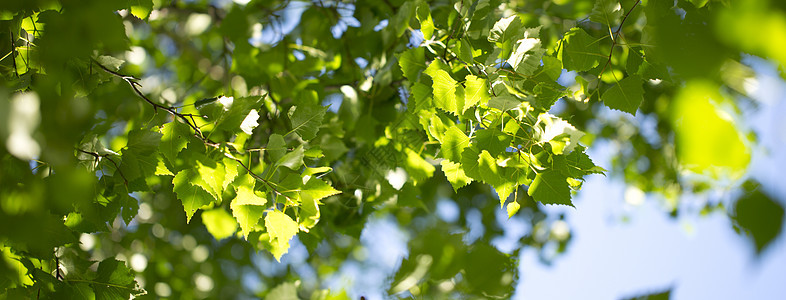 夏日清晨的青绿叶阳光生长绿色植物季节阴影森林晴天公园叶子图片