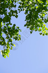 夏日清晨的青绿叶晴天黄色花园公园叶子阳光天空植物学森林阴影图片