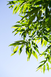 夏日清晨的青绿叶蓝色宏观叶子阳光植物学植物绿色森林花园天空图片