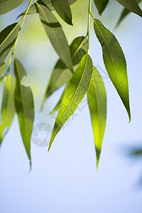 夏日清晨的青绿叶生长阴影黄色森林公园天空花园季节阳光晴天图片