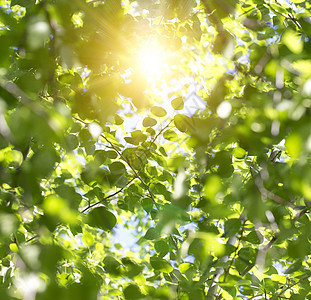夏日清晨的青绿叶植物森林白色叶子环境季节公园生长晴天黄色图片