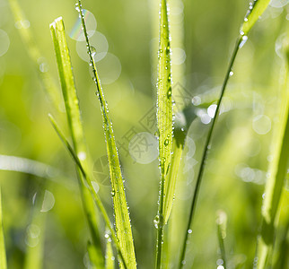 清晨露露出的草地生长植物季节公园森林阳光晴天环境叶子花园图片