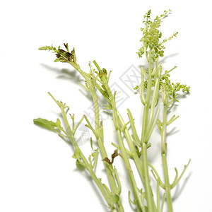 树叶植物药品芳香绿色食物草本草本植物荒野草药烹饪图片