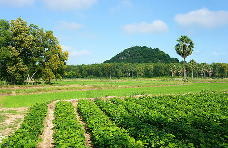 农业农场 Pachyrhizus田地 棕榈树 穆塔尼图片