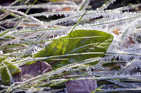秋天时间在草地上霜冻冰晶图片