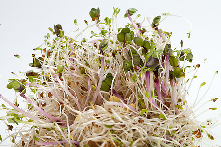 健康的饮食 新鲜的芽苗在白色背景上被孤立沙拉大豆收成叶子生物谷物农业萝卜食物种子图片