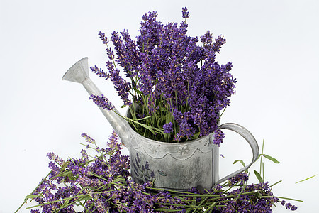 水罐和用白色隔绝的淡紫色花园培育生长喷壶化妆品洒水器金属水壶工具水滴图片
