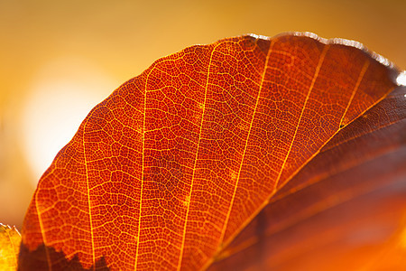 秋叶红色公园黄色植物季节性森林叶子晴天环境季节图片