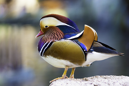 普通达林鸭羽毛绿色男性反射荒野池塘蓝色棕色白色野生动物图片