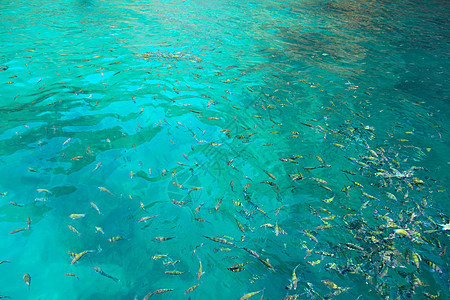 水中的热带鱼类动物息肉呼吸管荒野蓝色异国情调殖民地珊瑚旅行图片