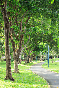林中绿树和公园绿树图片